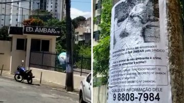 Imagem Vídeo: Ativistas denunciam síndico de condomínio de Salvador por expulsar gato que morava no local há 10 anos