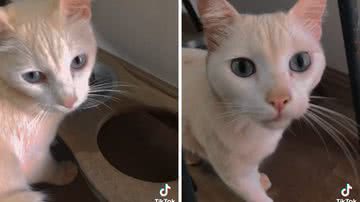 Reprodução/TikTok @rosane.valadao