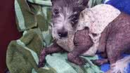 Divulgação/RSPCA.ORG