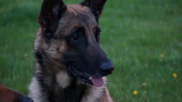 Foto Ilustrativa/Pixabay