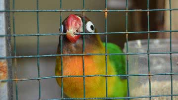 Foto Ilustrativa/Pixabay