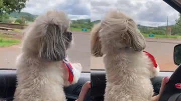 Reprodução/TikTok @johnshitzu2021