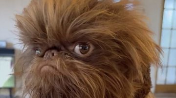 bnews. bnews pet, chewbacca, star wars - Reprodução/Instagram