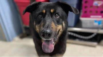 Reprodução/Stanly County Animal Shelter