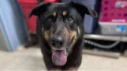 Reprodução/Stanly County Animal Shelter