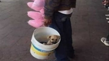 Reprodução/ Zoorprendente