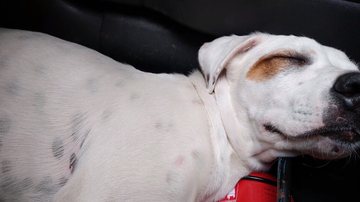 Reprodução/Adote Um Cachoro