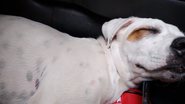 Reprodução/Adote Um Cachoro