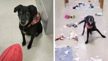 Reprodução/TikTok @stardust9822