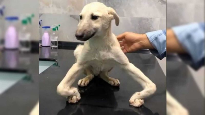Reprodução/Zoorprendente