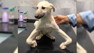 Reprodução/Zoorprendente