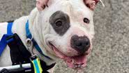 Divulgação/Cincinnati Animal Care