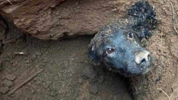 Reprodução/Zoorprendente