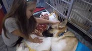 Cães Online/Reprodução