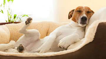 Reprodução/Cachorro de raça