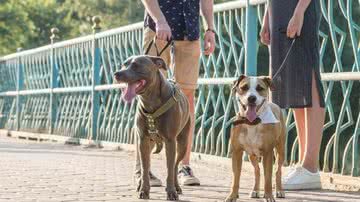 Divulgação / History Channel