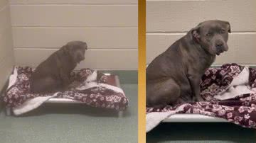 Reprodução/Cães Online