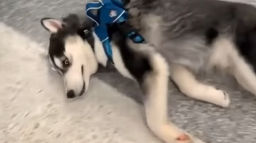 Reprodução/ Vídeo