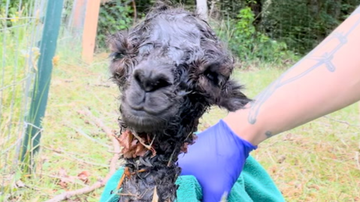 Reprodução/Redes sociais