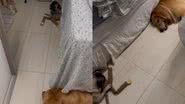 Reprodução/TikTok @chicoogoldenn