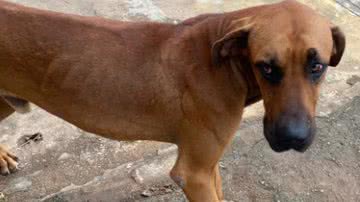 Divulgação/Polícia Civil