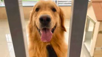 Reprodução/TikTok @felipenpv