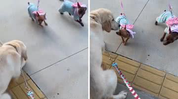 Reprodução/TikTok @grazielaacalaca97