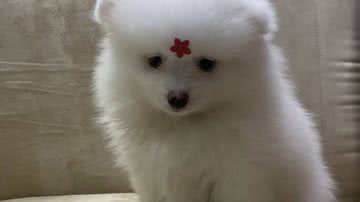 Reprodução Redes Sociais