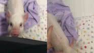 Reprodução/TikTok @bonie.pig