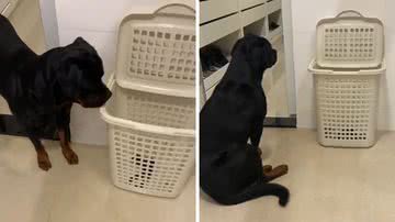 Reprodução/TikTok @scar.simba