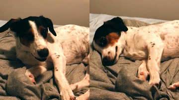 Reprodução/TikTok @foster.the.dog