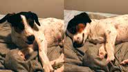 Reprodução/TikTok @foster.the.dog