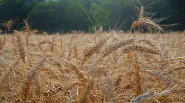 Foto: Embrapa/Divulgação