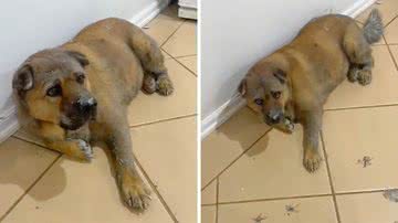 Reprodução/TikTok @amyleweez