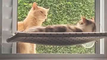 Reprodução/TikTok @salveamia