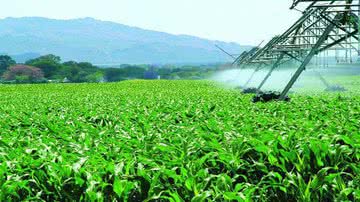 Divulgação/Embrapa