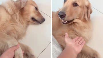 Reprodução/TikTok @skygoldenretriever
