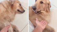 Reprodução/TikTok @skygoldenretriever