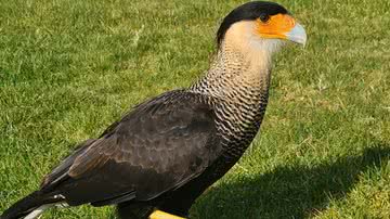 Reprodução/Twitter @BiodiversidadeB