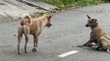 Reprodução/Jagdeep