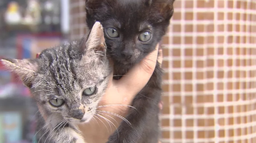 imagem ilustrativa — Foto: Reprodução/TV Anhanguera