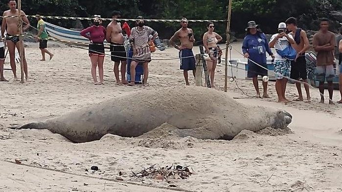 Un elefante marino se robó el espectáculo en la playa y los bañistas quedaron encantados con la noticia;  Viendo un video