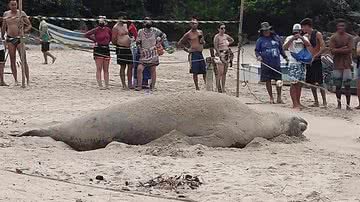 Reprodução/Redes Sociais