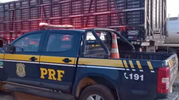 Imagem Transportados Irregularmente, PRF salva 47 animais em situação de maus-tratos