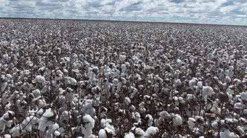 Foto: Julio Cesar Bogiani/Embrapa