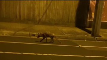 Reprodução/TikTok @ANDY_B11