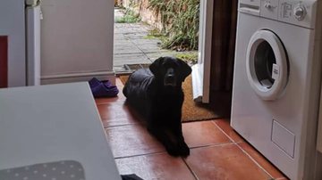 Sophie Moore/The Dodo