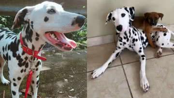 Reprodução/TikTok @reycaquias