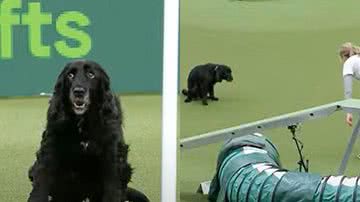 Reprodução/Crufts