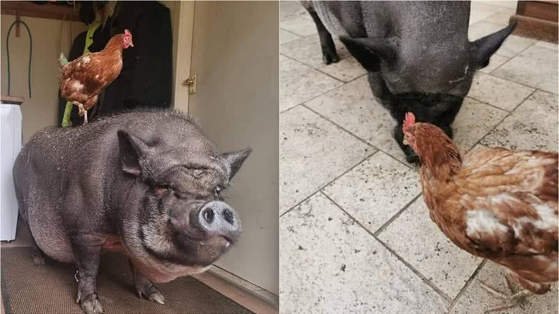Reprodução/Instagram @tribeanimalsanctuary
